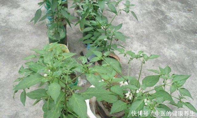 阳台养一盆辣椒，好养又漂亮，一个小技巧，一棵能结10斤！