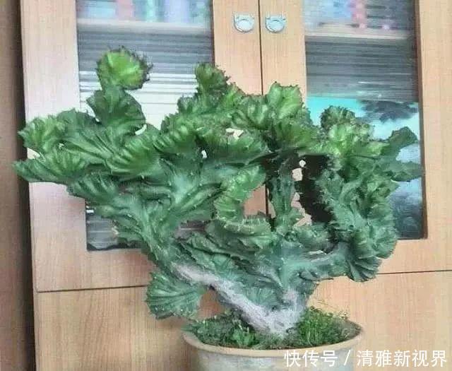 盆景|张大姐捡到一棵“怪植物”,放在盆里细心呵护,现在升值赚大了