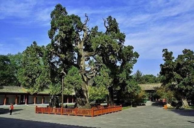 我国8大千年古树，最老的一棵已有4000年历史，世所罕见