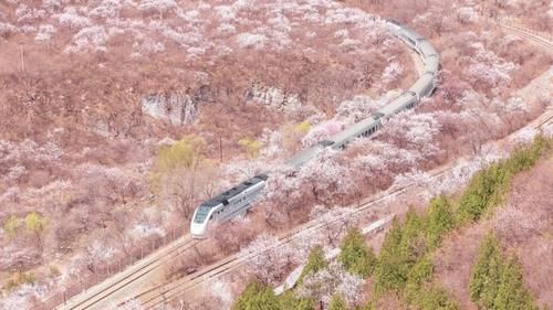 徜徉在花海中的列车，只要6块钱，就能赏最美的樱吹雪