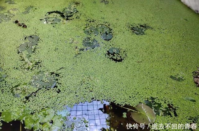 幸福|上千条孔雀鱼在封闭的浮萍下生活着,拨开浮萍全是鱼,它们好幸福