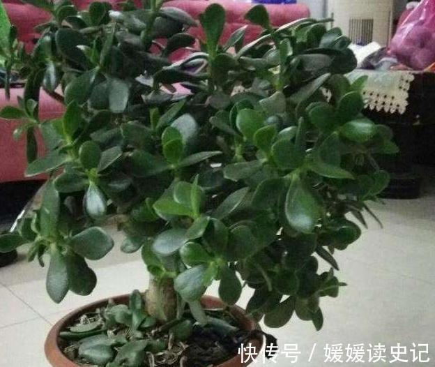 养玉树,学2招1盆变10盆,3点养护非常关键,快瞧瞧吧