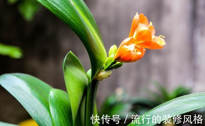 君子兰有3个症状，及时处理，否则花期不开花