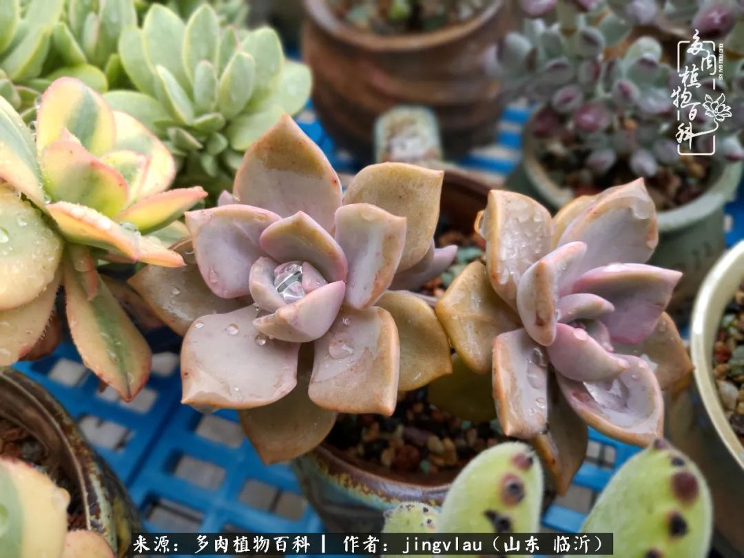 花月|多肉露养度夏,没遮阳没遮雨,有惊无险!