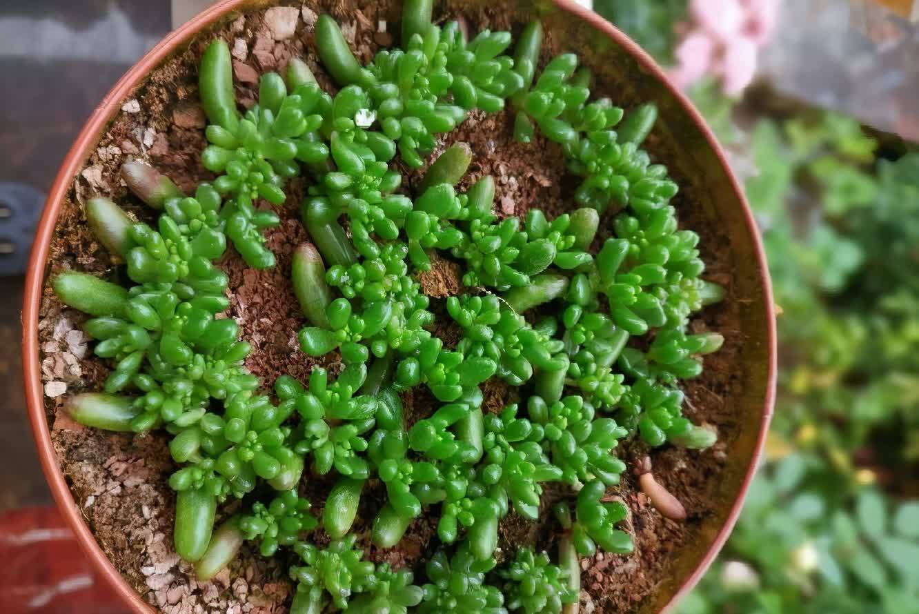 多肉|五月六月别忘了“叶插多肉”,生根快长得快,又萌又多成功率高