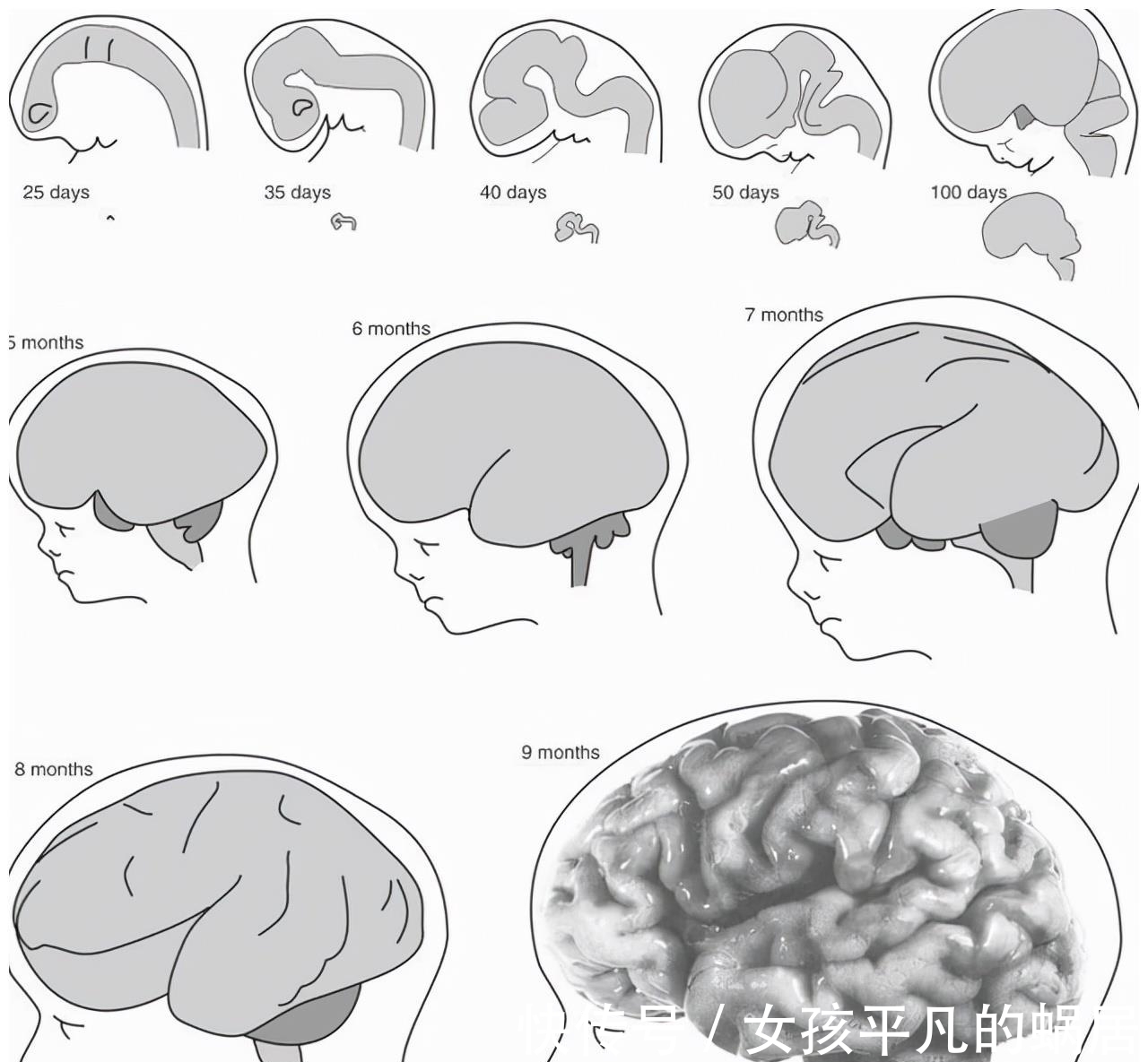 进化|为何动物生育后代如此轻松,而人类分娩时却疼得那么撕心裂肺?