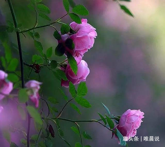 吃饭|一个人吃饭的顺序和速度,取决于他是个怎样的人,八九不离十