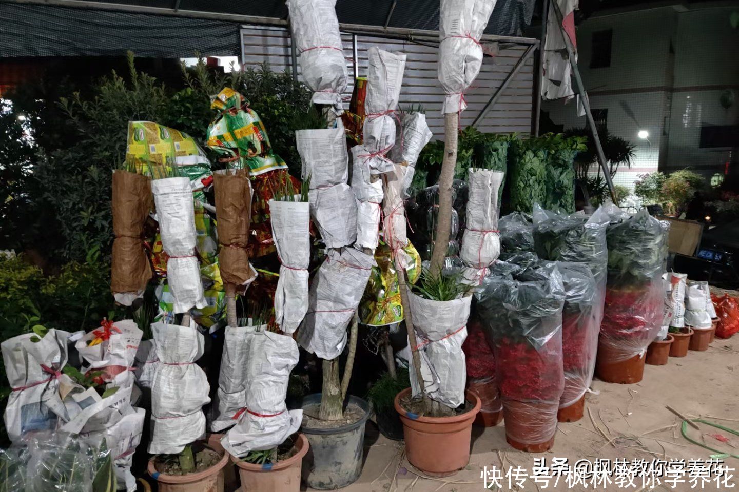 春节过后花店里没有卖完的花去哪里了