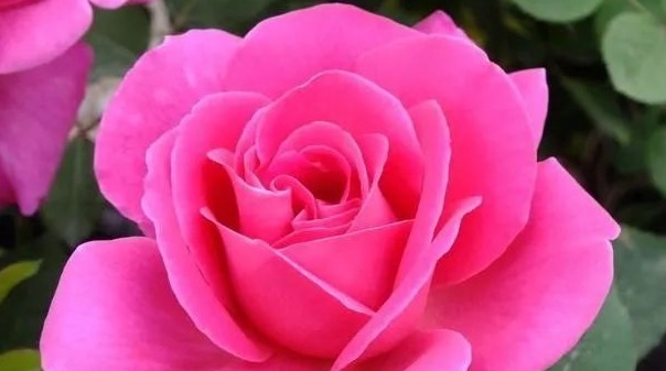 细数花期超长的六种花卉,养护好就比“往年”开花多得多,美醉了