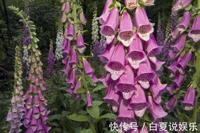 家里有小孩,那这6种花千万别买!养了后悔都来不及!