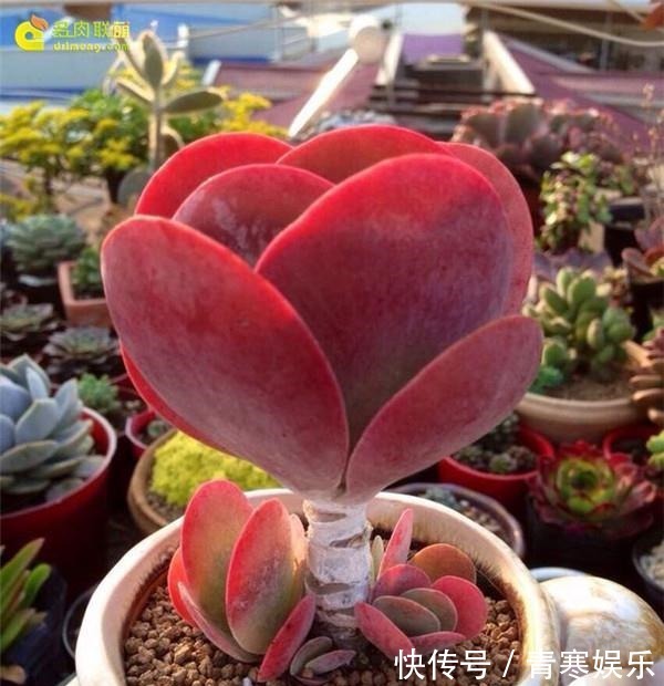 张大哥养肉10多年，总结出4个“耐热品种”，肉迷都喜欢