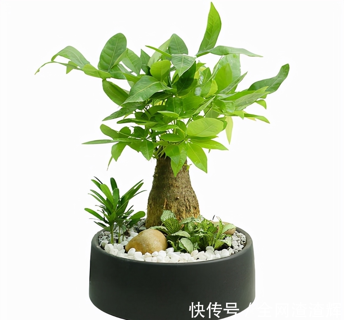 小发财树头养不到半年,真正的原因在这里,不要告诉别人是我说的