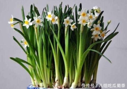 春节期间,国人为什么都爱养“水仙花”?