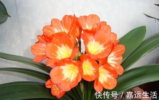 生长|君子兰生长缓慢做好这几点,让其蹭蹭长不停