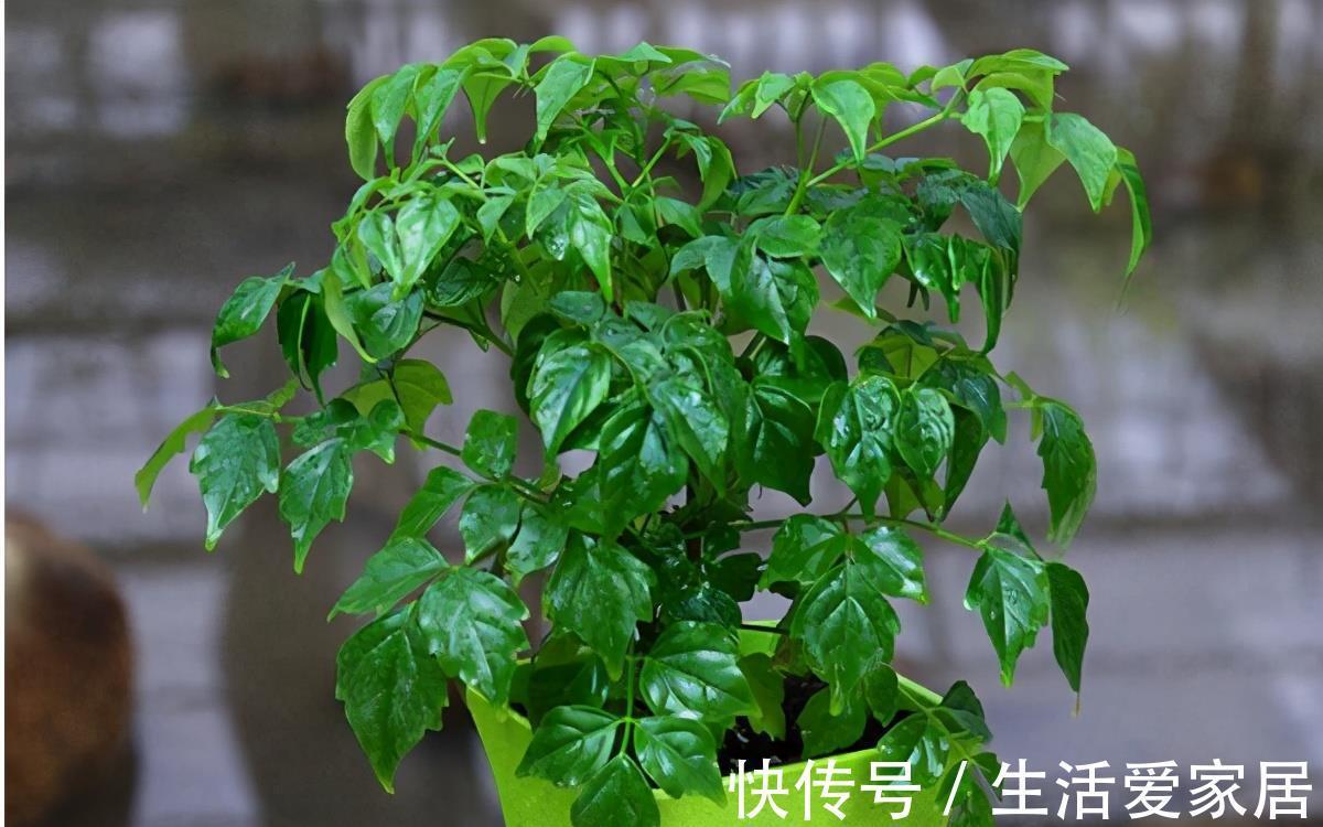 小苗|盆栽幸福树想从小苗长成大苗，只要掌握这2步，2年就能长大好几倍