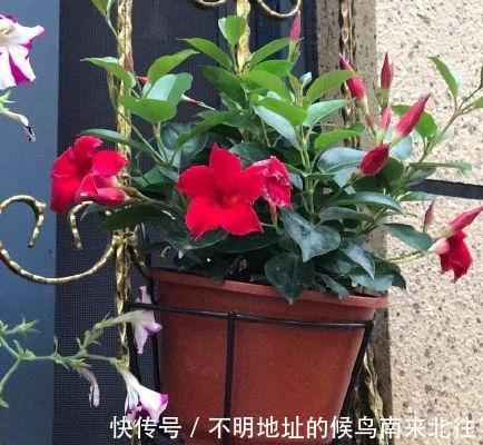 阳台变花园,8种花现在养,半个月就爆满阳台,长的飞快花也多