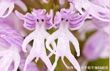 兰花|这些花平常都很难见到呢,关键是很可爱!