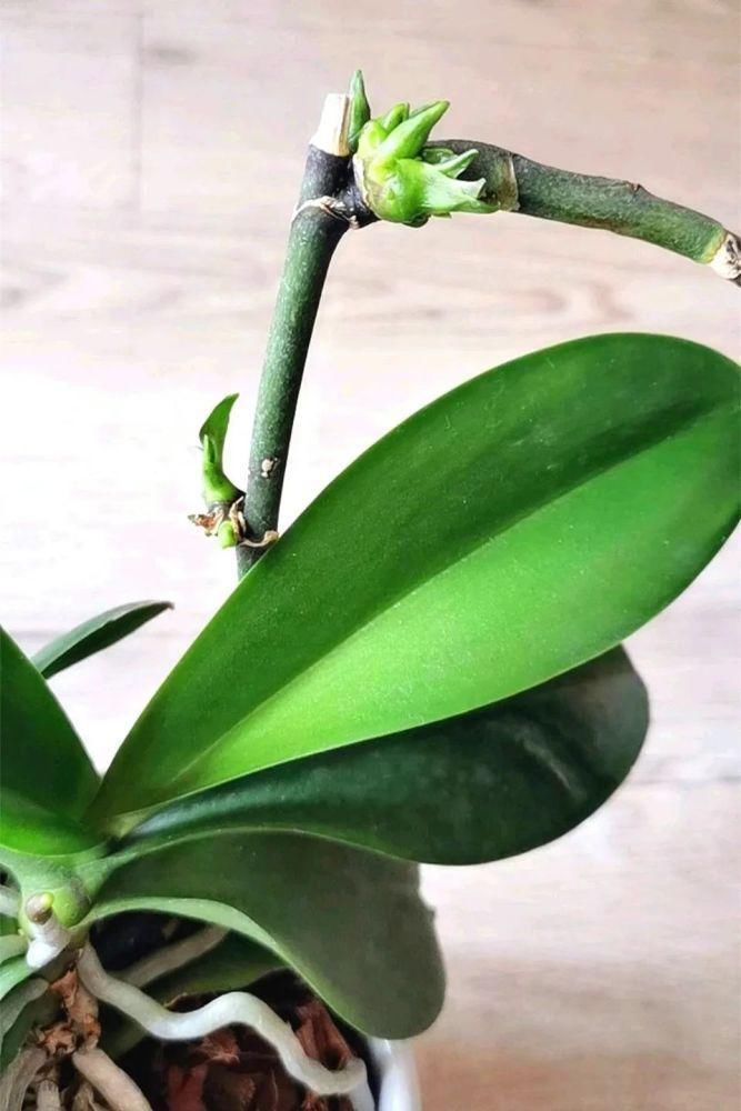 蝴蝶兰在家里怎么养？这些问题的解答来了！