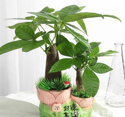 长寿花|天热了,4种花不适合“富养”,少肥少水才能安全度夏,长得健壮