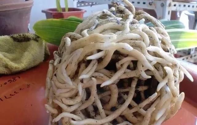 盆里扔2样东西，养花10年不烂根，叶子油光瓦亮，花苞挂满枝头