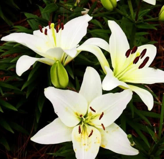 喜欢赏花,春天就种此款小花,人见人爱,美的让人热泪盈眶