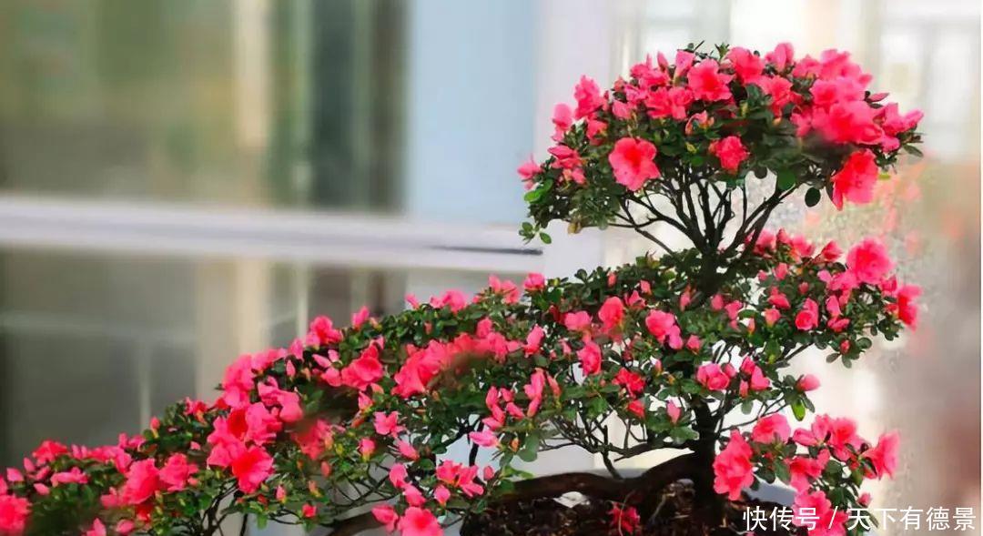 花盆里加这4样东西，长势茂盛，花蹭蹭开爆盆