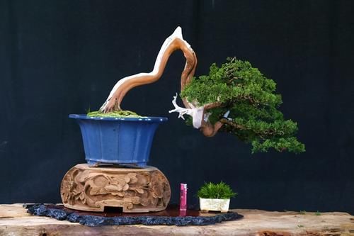 想要养好系鱼川真柏盆景，就要先了解它的生长习性，做好日常养护