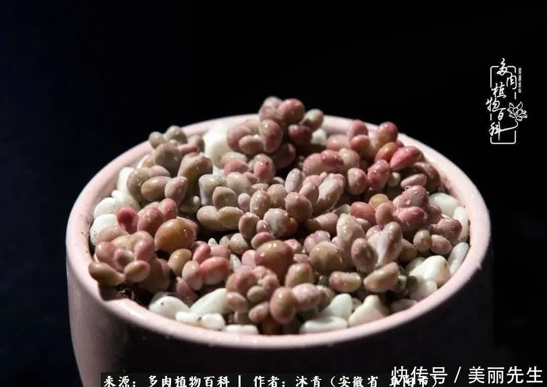 多肉——入了我的时光画卷!