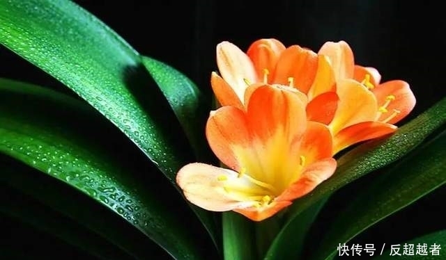 惊!你养的花,正在悄悄暴露你的性格