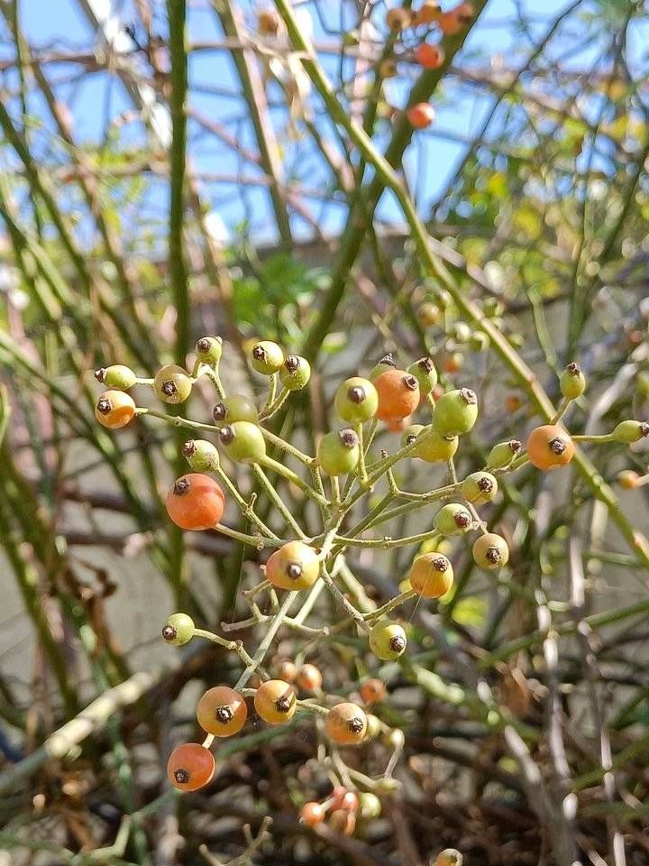 郭向东|青未了／冬日暖阳下的“小果蔷薇”