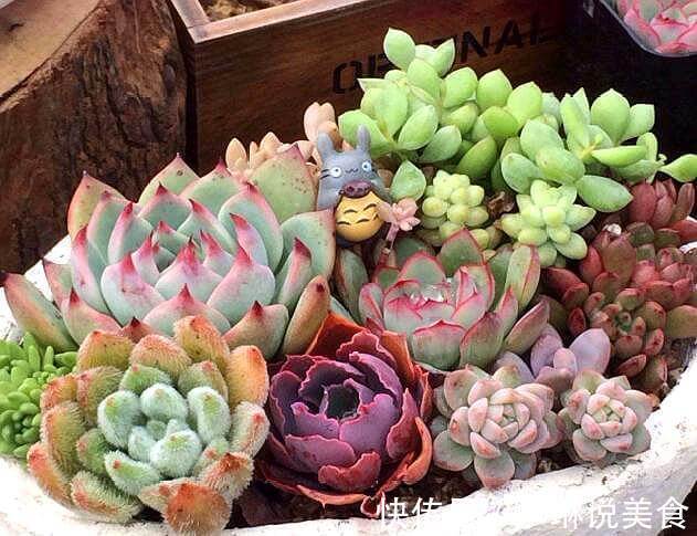 多肉叶插不长芽，记住1个“小方法”，7天冒小芽，轻松长满盆