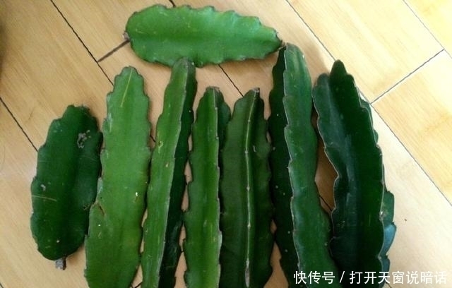 三角嫁接蟹爪兰,10天就能成活,叶片饱满厚实,可开成花树!