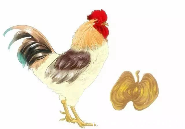 食积|鸡内金焙干研粉冲水喝,有什么功效今天就来科普一下!