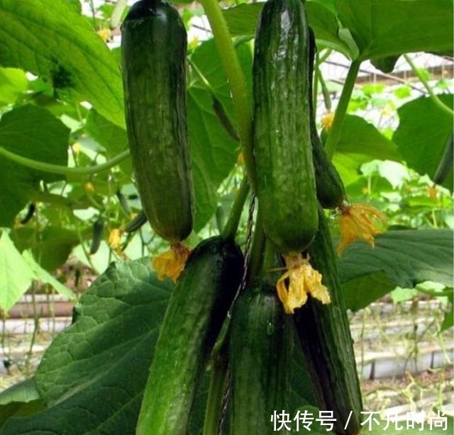 食物|大蒜是肝病的“发物”？医生提醒：若想养肝，这5种食物尽量少碰