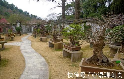 枝条|生桩休眠期后,迟迟未醒,枝条干枯,用塑料袋加快催醒,才能发芽