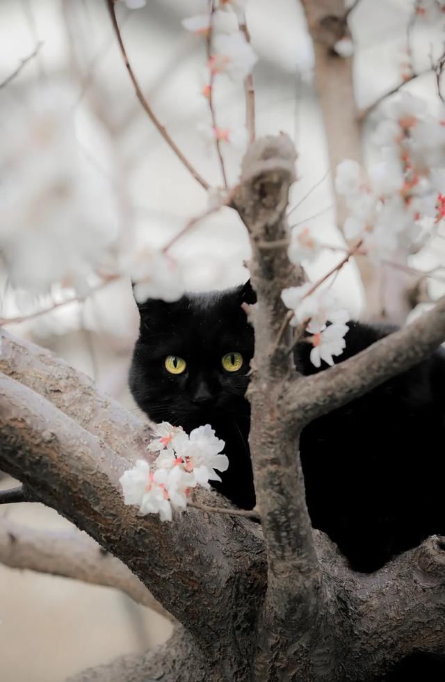 走呀！和猫一起去踏青吧