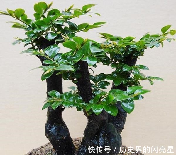 罗汉松|有钱人家里必养的3种树家有招财树,想不发财都难了!