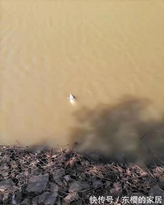 老鬼螺鲤钓鲤鱼,yyds