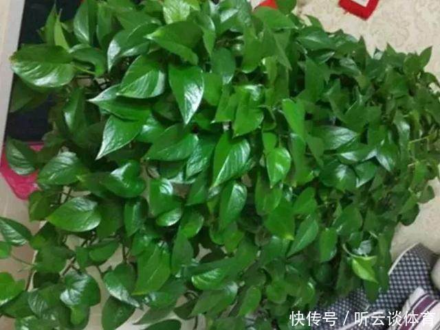 烂根|只要1样东西,保你的花从不烂根、黄叶,长得还比别人快10倍!