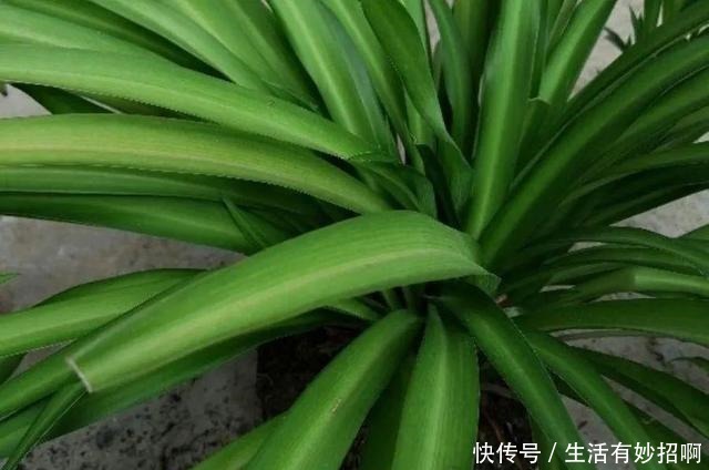 10种花,春天不能晒,躲屋里最安全!10种花,春天不能晒,躲屋里最安全!