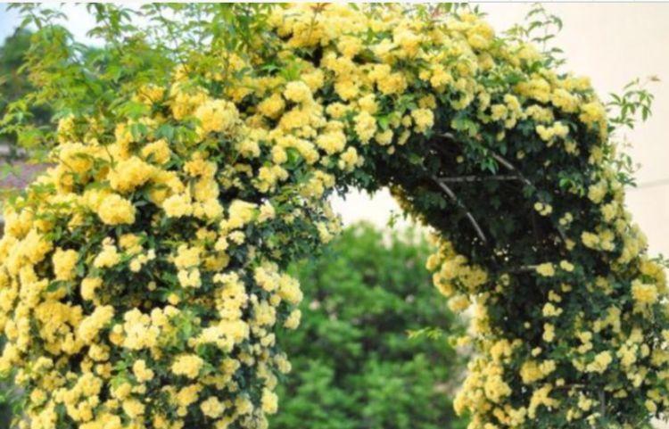 花卉|家养几种花卉,阳台开出花海,花朵仙又美