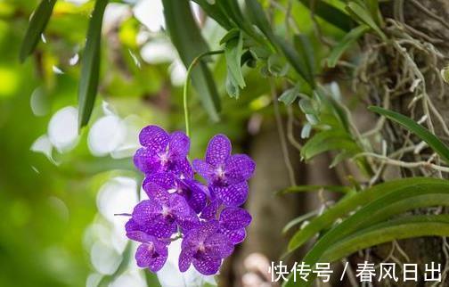 根系|前人传下来的养兰“8字经”，是对养好兰花的经验和总结，赶紧学