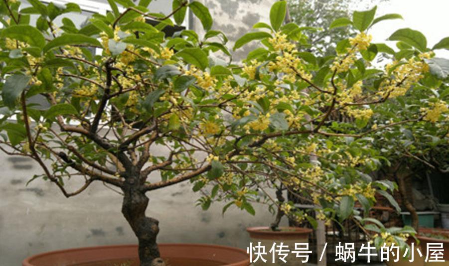 植物|都说养花该多修剪，但这3种植物，夏季剪多了反而不开花