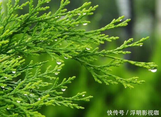 头发|6味中药泡水喝，补气血，白发没了，发量多了，显年轻