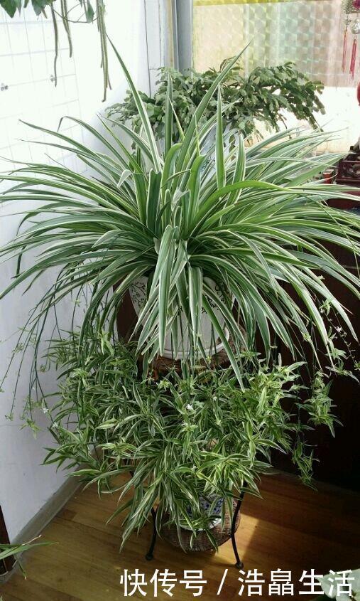 鱼肠|秋冬土里掺点它，君子兰，蟹爪兰，疯狂开花，叶子绿出油