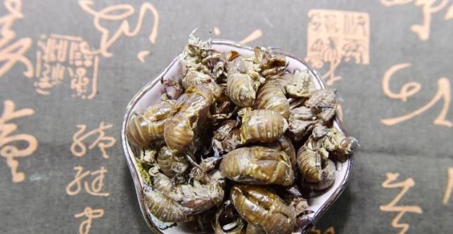  取本品|介绍一味中草药——蝉蜕