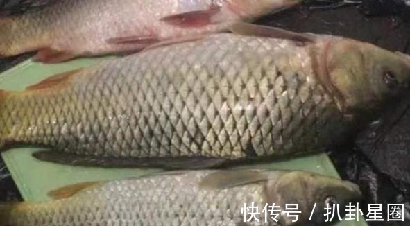 鲤鱼|老司机不会告诉你,夏钓鲤鱼一旦用这3招,天气再热也照样连竿!