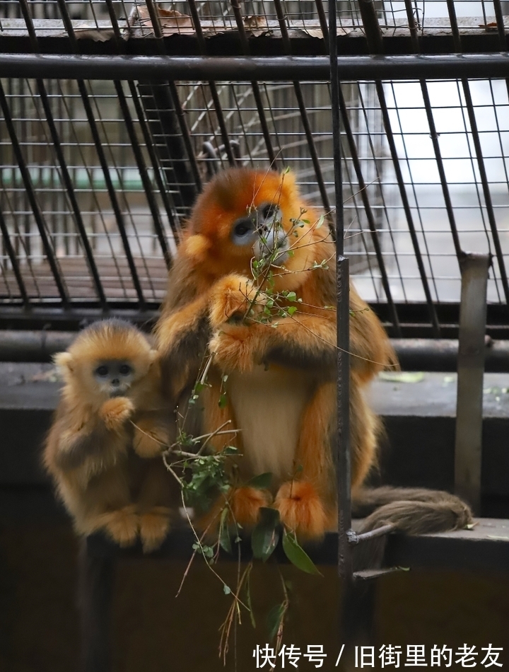 【神奇动物在中国第二季·第2讲】颜值最高的猴子