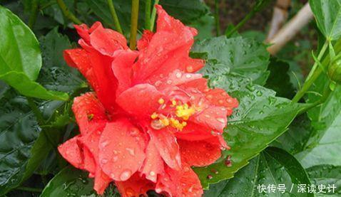 家里养几款植物，娇小不占地，开花漂亮财运来，一养就上瘾