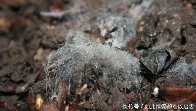 花盆|君子兰出现5个“症状”,就算是夏天,也建议您及时翻盆